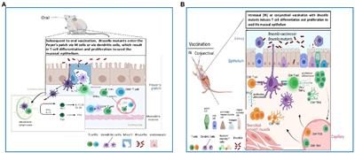 Activation of mucosal immunity as a novel therapeutic strategy for combating brucellosis